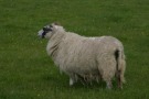 Sheep At Kilmartin